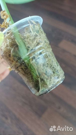 Сциндапсус платинум