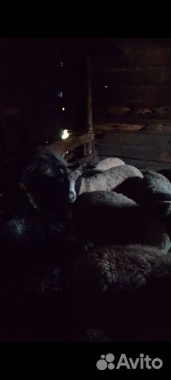 Овцы бараны