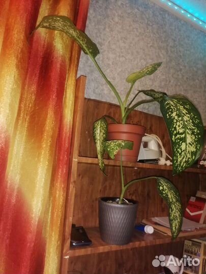 Диффенбахия