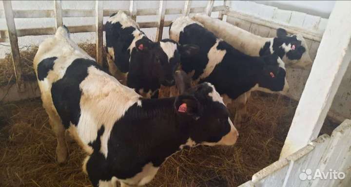 Бычки и тёлочки