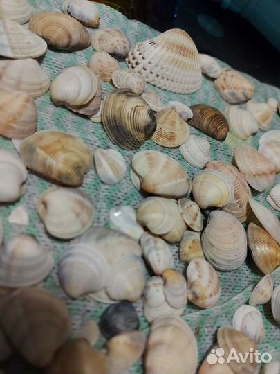 Морские ракушки