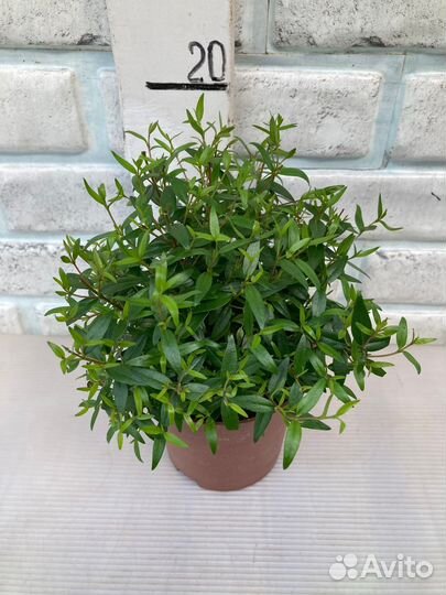 Мирт, Миртовое дерево