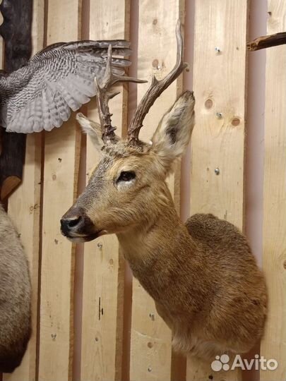 Чучело косули