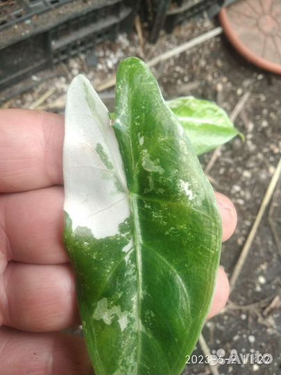 Алоказия кобра вар (cobra variegata)