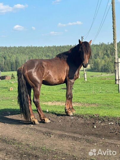 Лошади
