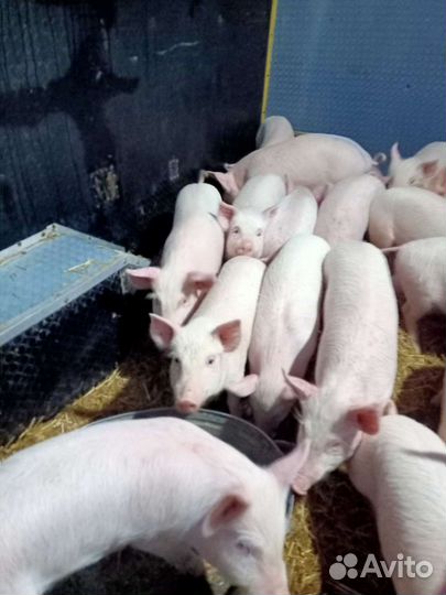 Поросята