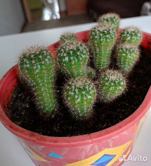 Семейка кактусов