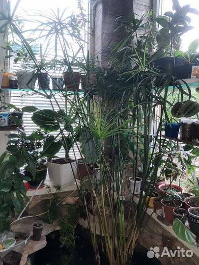 Циперус, водный гиацинт