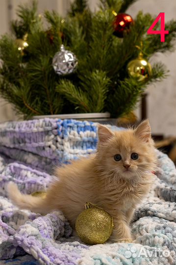 Котята мейкун-метис/сиамцы-вислоухие метисы