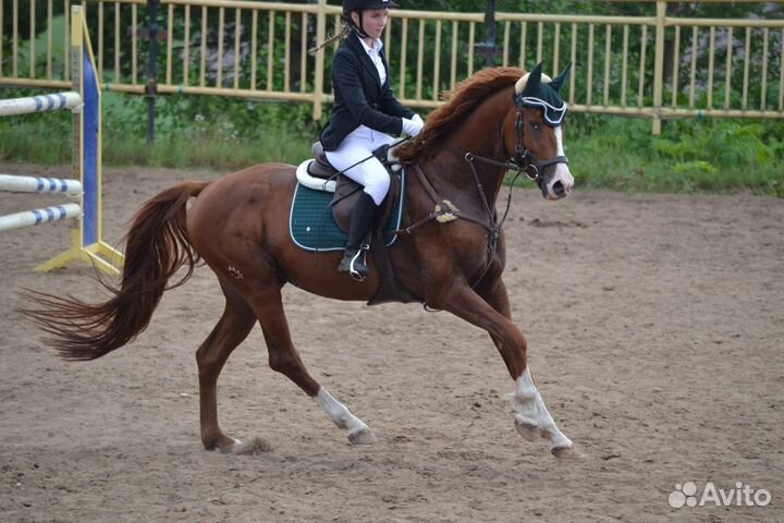 Тракененский жеребец