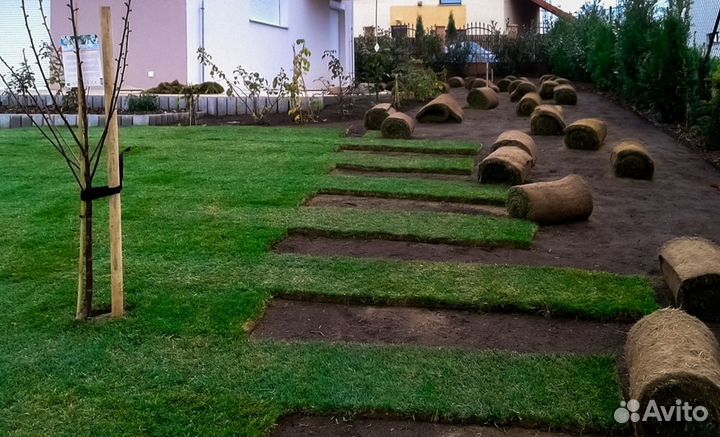 Рулонный газон - Классический