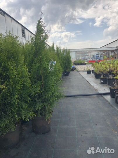 Туя западная смарагд