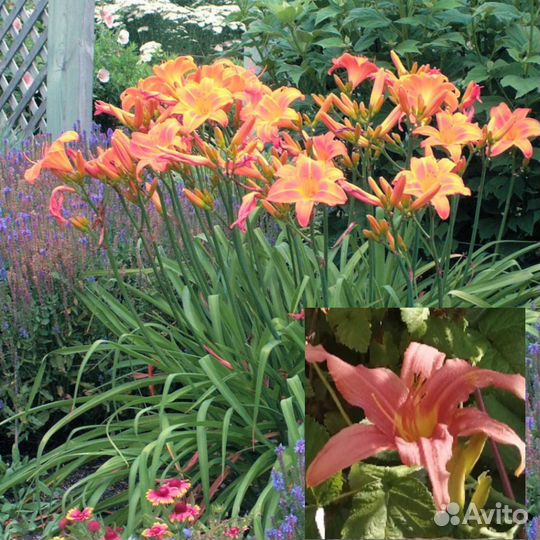 Для малоуходного сада, многолетние цветы