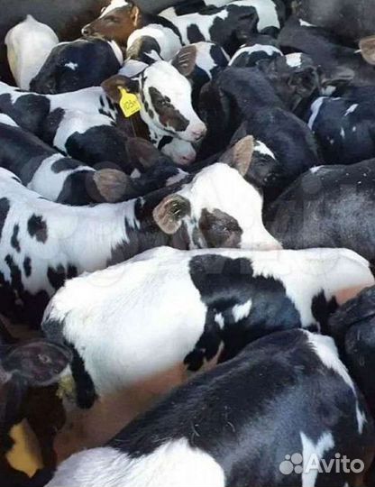 Продаём телята