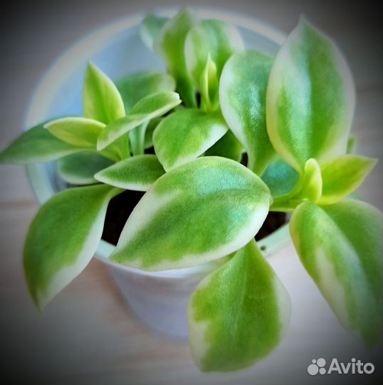 Суккуленты, комнатные растения