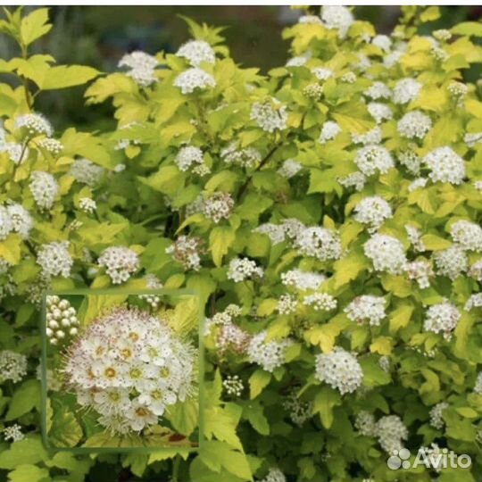Пузыреплодник Дартс Голд