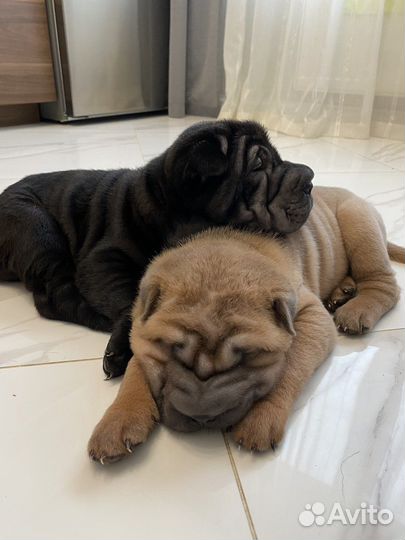 Шарпей щенок