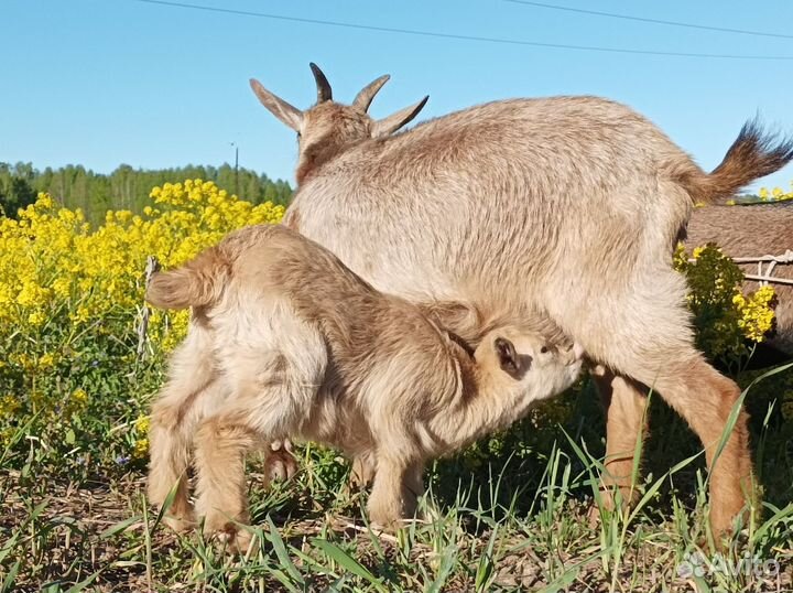 Камерунские козлята