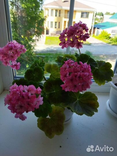 Пеларгония герань