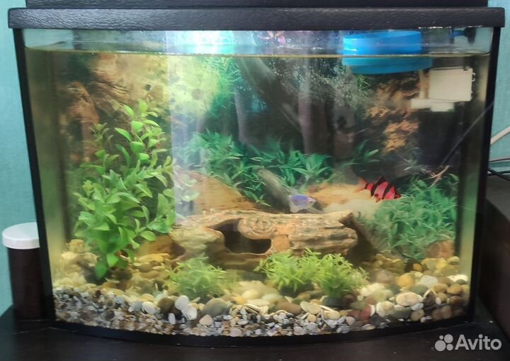 Аквариум с рыбками