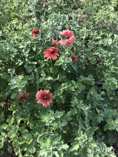 Хризантемы