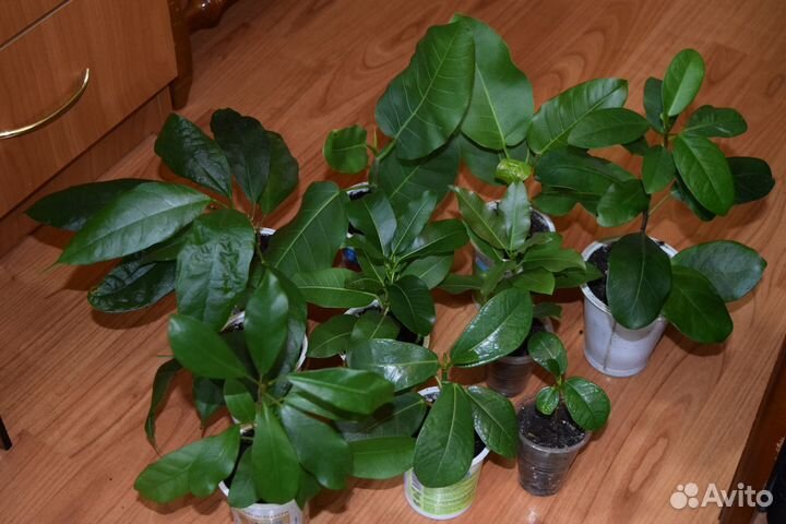 Фикусы 3