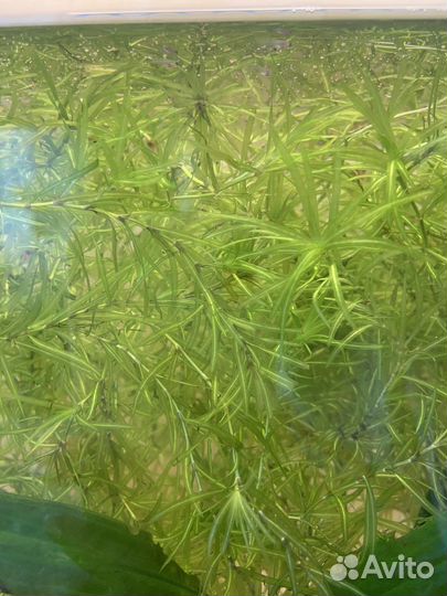 Водоросли для аквариума