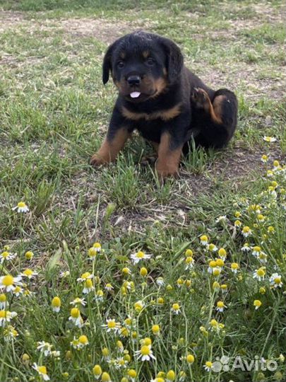 Щенки ротвейлера