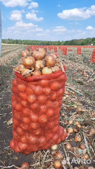 Лук репчатый оптом