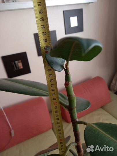 Фикус Эластика Чёрный принц