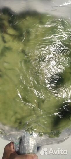 Веники дуб 280-320 липа 250-320, берёза 200 эвкали