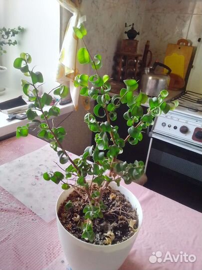 Фикус барок кучерявый