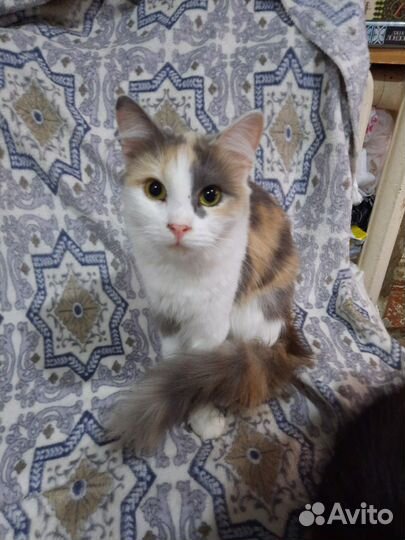 Кошечка дворянских кровей в добрые ручки