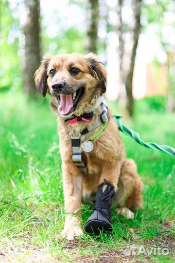 Малышка Адель ищет семью