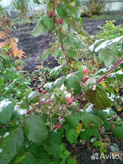 Саженцы ремонтантной малины, цветы