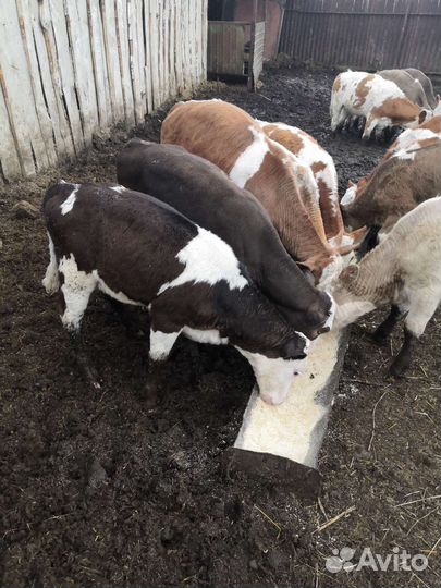 Телята телочки