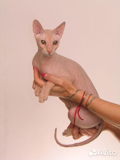 Котята Донской Сфинкс. Питомник