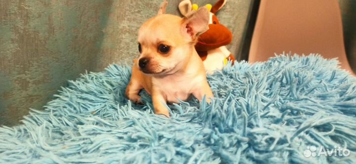 Чихуахуа мини