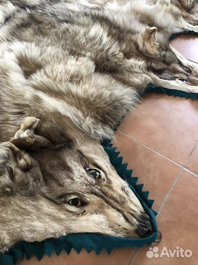 Шкура волка