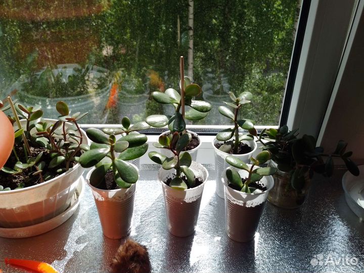 Денежное дерево