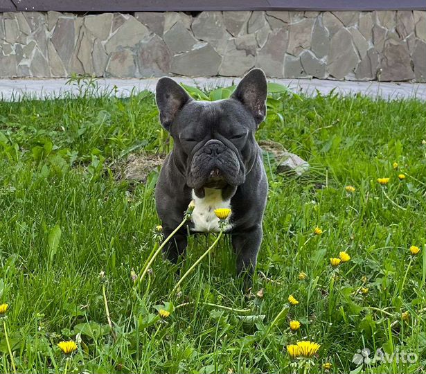 Французский бульдог голубой