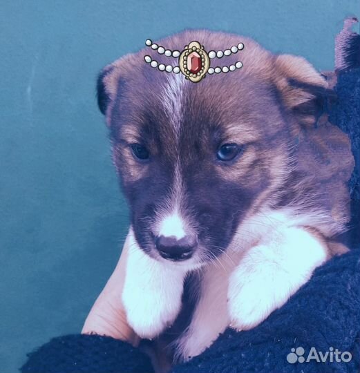 Щенки ищут дом