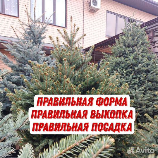 Ели шикарнейшие голубые и зеленые правильной формы