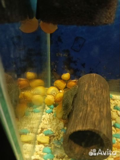 Сомики анциструс