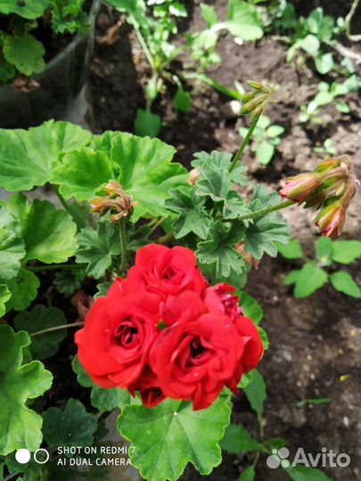 Пеларгония герань