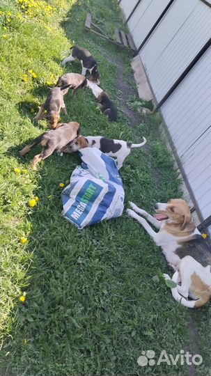 Щенки русской гончей в добрые руки