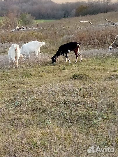 Козы и овцы