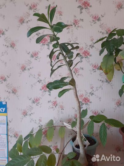 Лудизия, пуатсентия, молочай