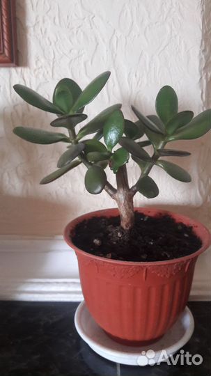 Денежное дерево (толстянка, красула)