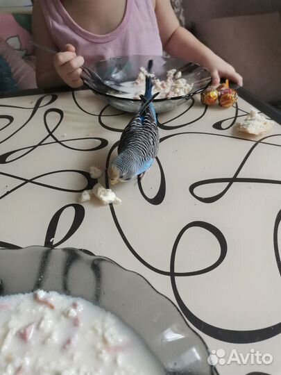 Волнистый попугай с клеткой